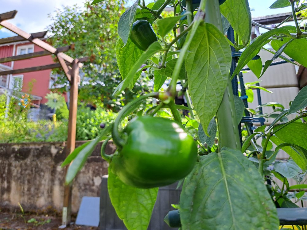 Big Brown Rocoto 230623 02.jpg