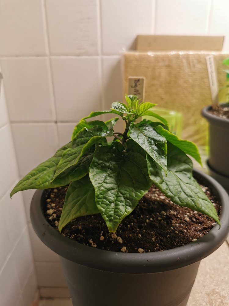 Big Mustard Mama (1)