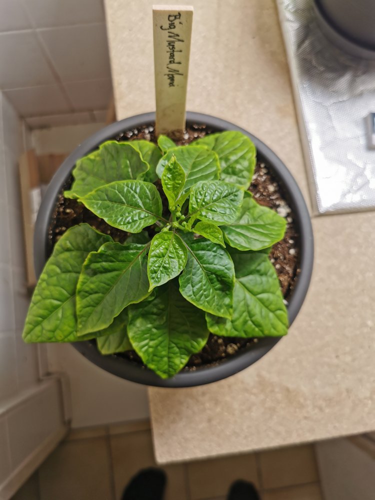 Big Mustard Mama (2)