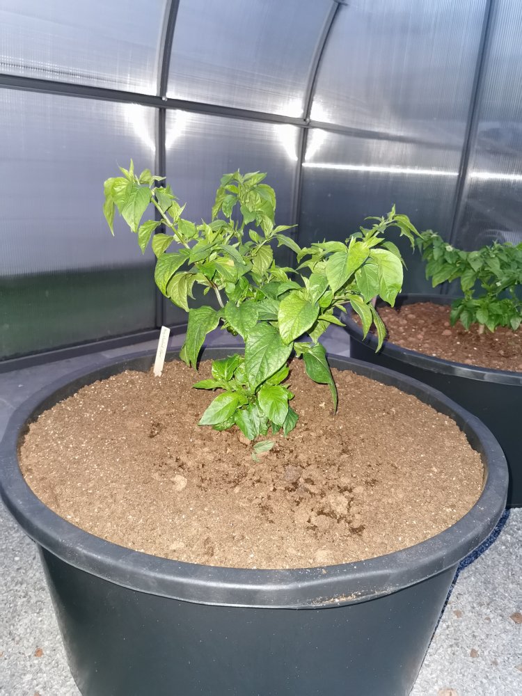 Big Mustard Mama (?)