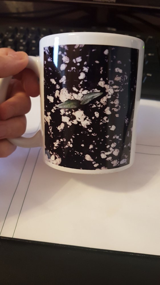 Bild vom Christopher84 Trinidad Hornet