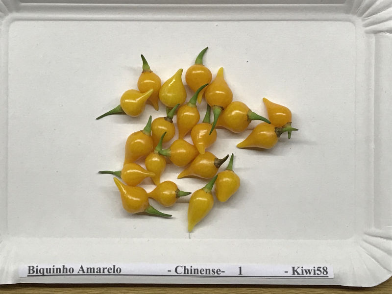 Biquinho Amarelo