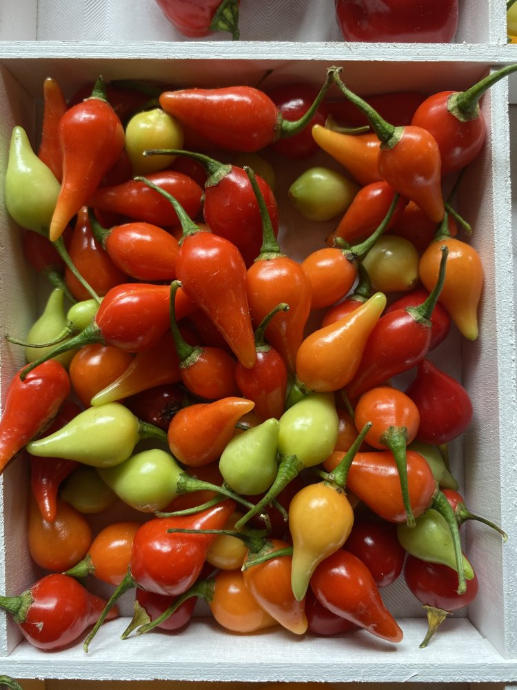 Biquinho Vermelho