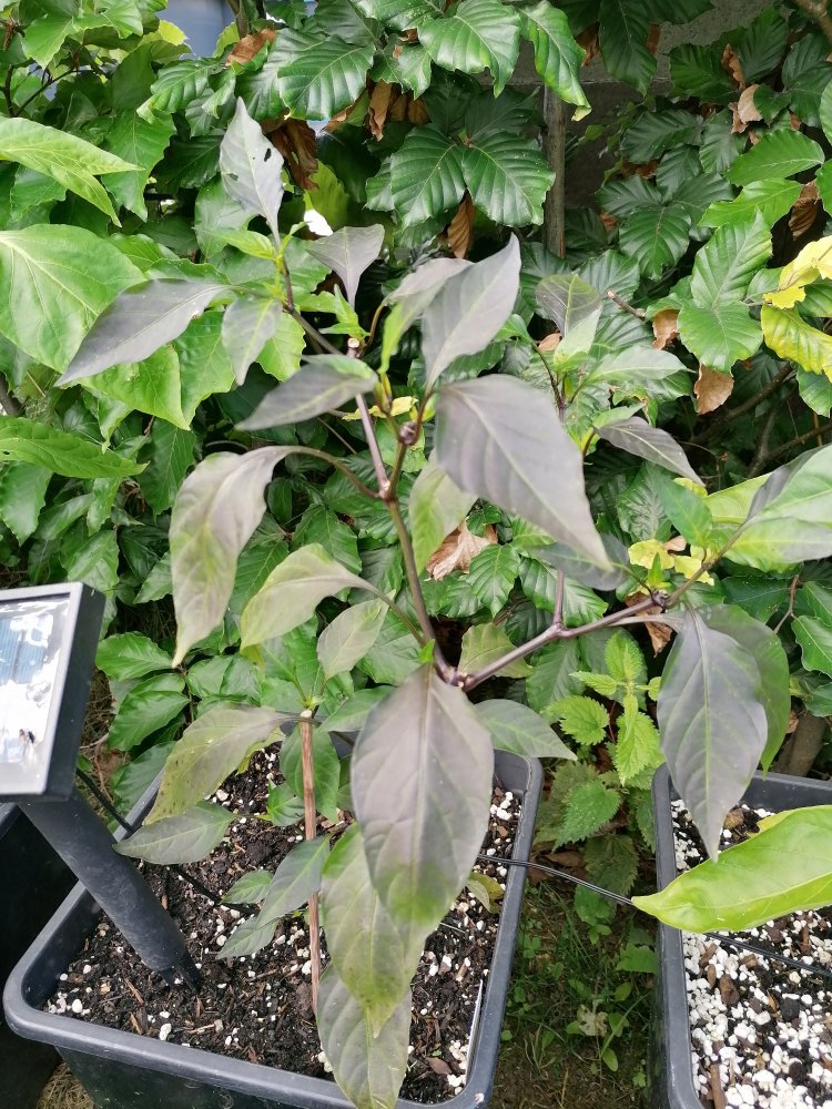 Black Hottehü Prime.jpg