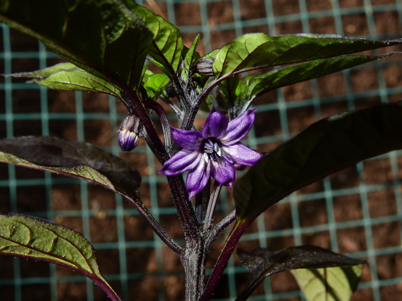 Black Olive-08-05-20.JPG