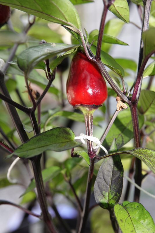 Black Olive-11-08-20.JPG