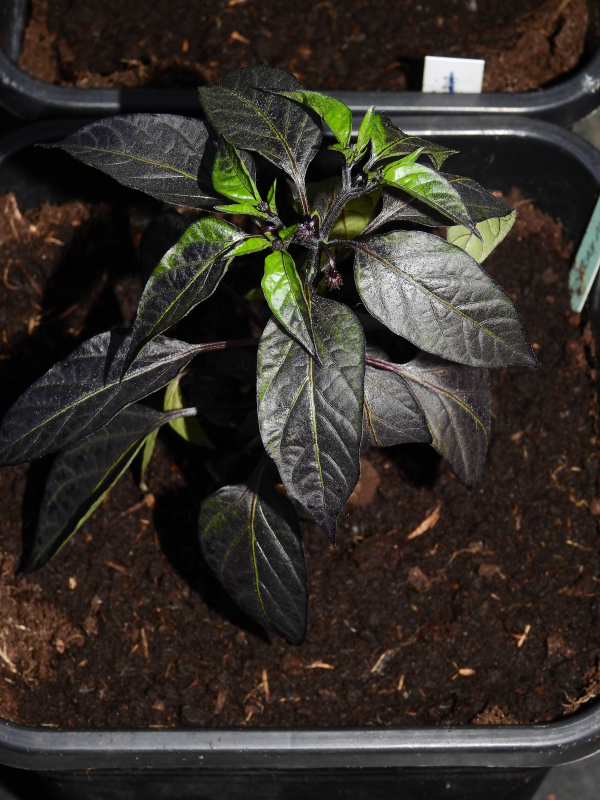 Black Olive-27-04-20.JPG