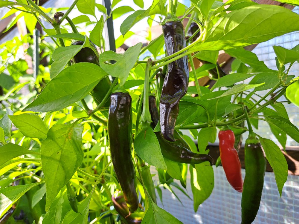 Black Thai V2 190825 01.jpg