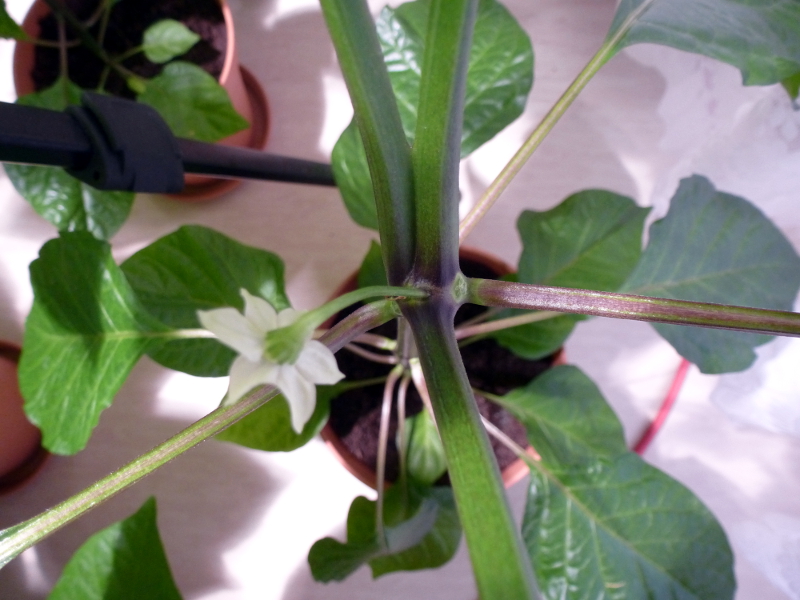 Blüte_X-Strain_20130404