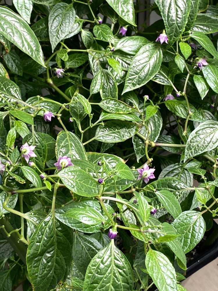 Blüten Cabe Gondol
