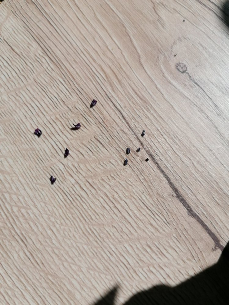 Blütenblatter & Stempel