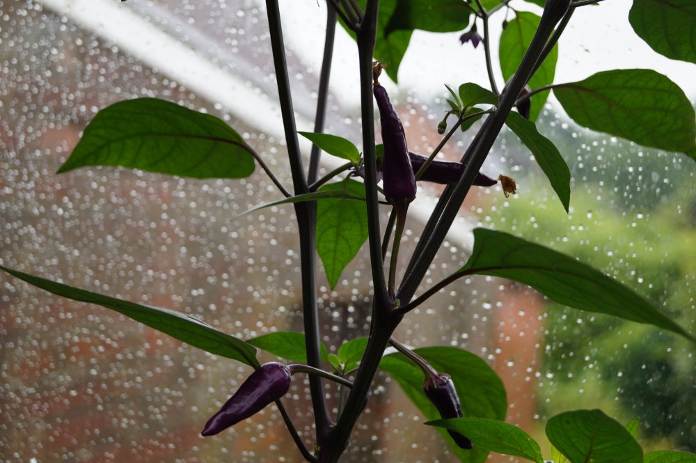 Bolivian Rainbow x Purple Cayenne F1