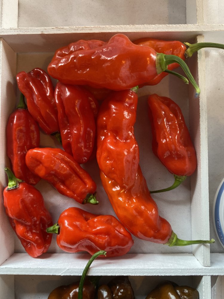 Bombay Morich | Chiliforum - Chili-Pepper.de