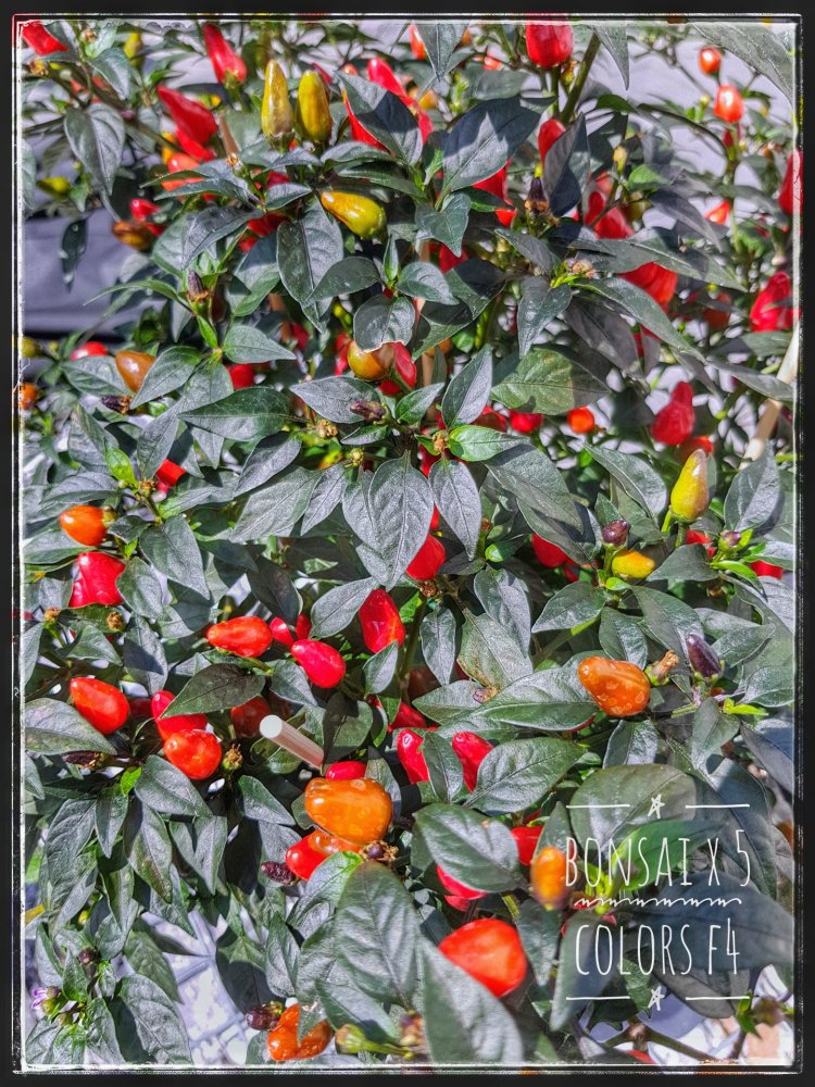 Bonsai x Chinese 5 Colors Beeren