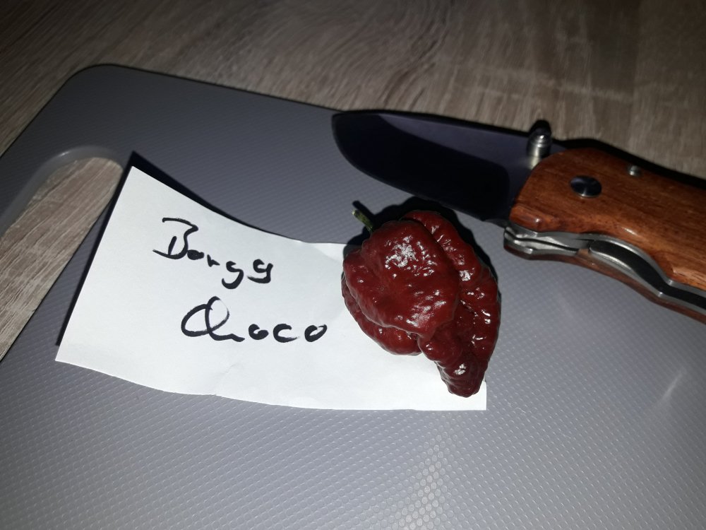 Borg 9 Chocolate (1)