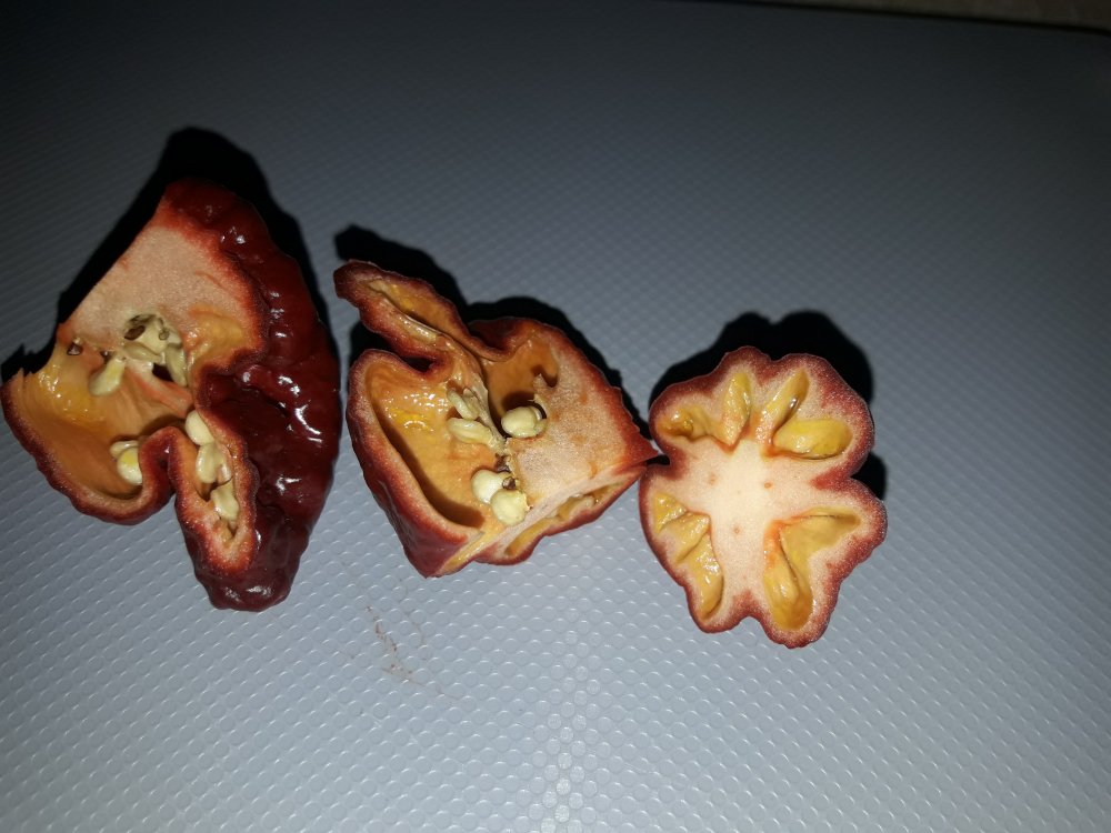 Borg 9 Chocolate (2)