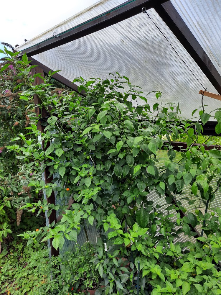 Brasileiro Tres Lobos und Malawi Piquante 01