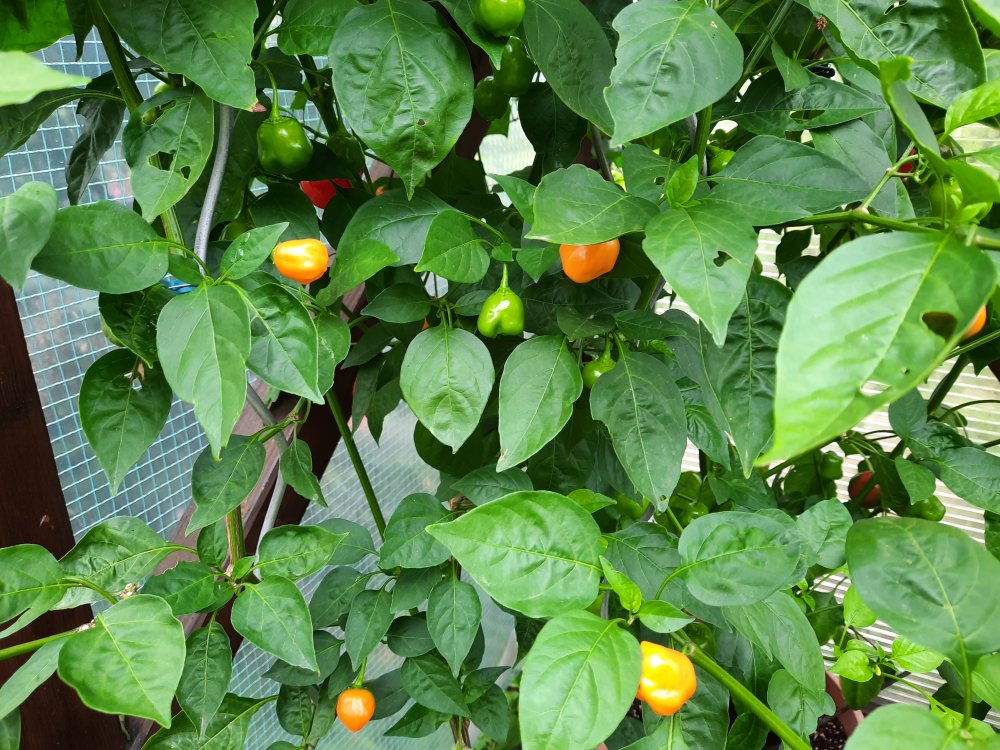 Brasileiro Tres Lobos und Malawi Piquante 02