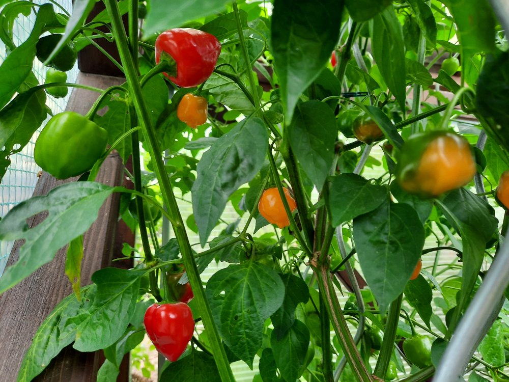 Brasileiro Tres Lobos und Malawi Piquante 03