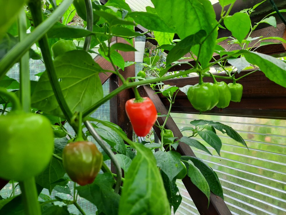 Brasileiro Tres Lobos und Malawi Piquante 04