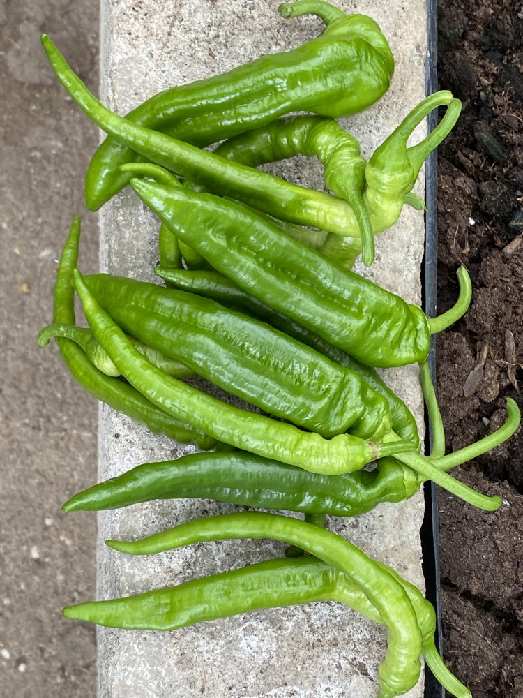 Bratpaprika und Fruchtansätze Ramiro, Torro di Corno rosso