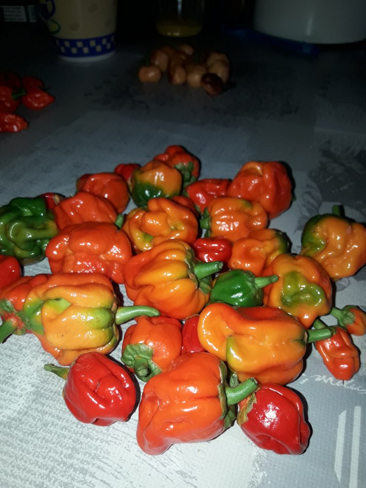 Bubblegum Notschlachtung