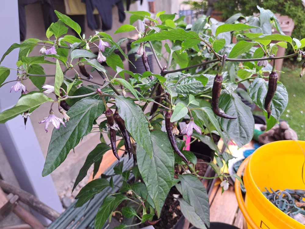 Buena Mulata 100523.jpg