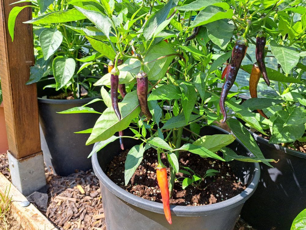 Buena Mulata 230623 02.jpg