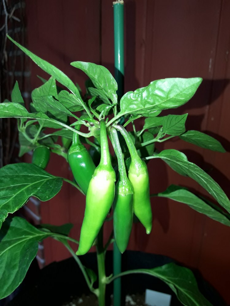 Bulgarian Carrot Beeren