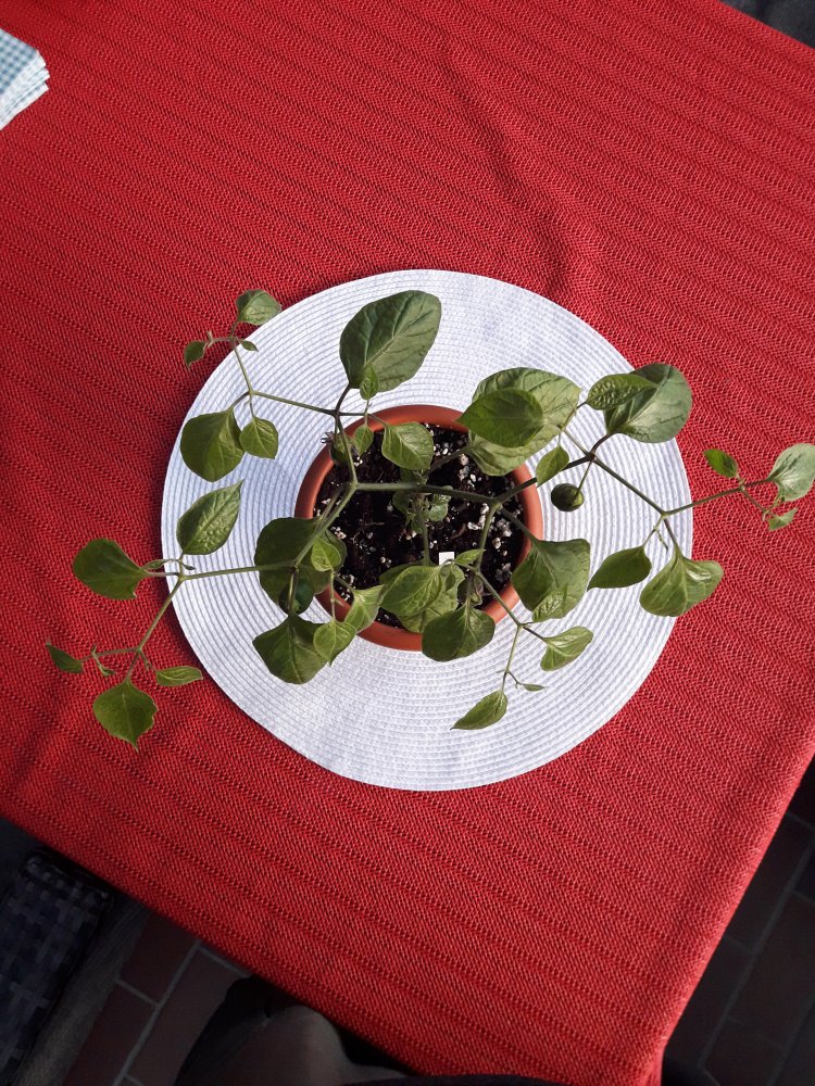 Cabe Gandol April (1)