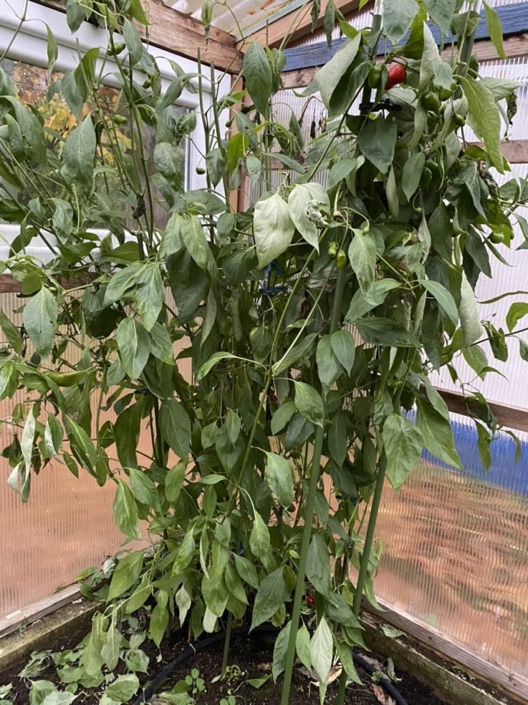 Cabe Gondol, C. pubescens