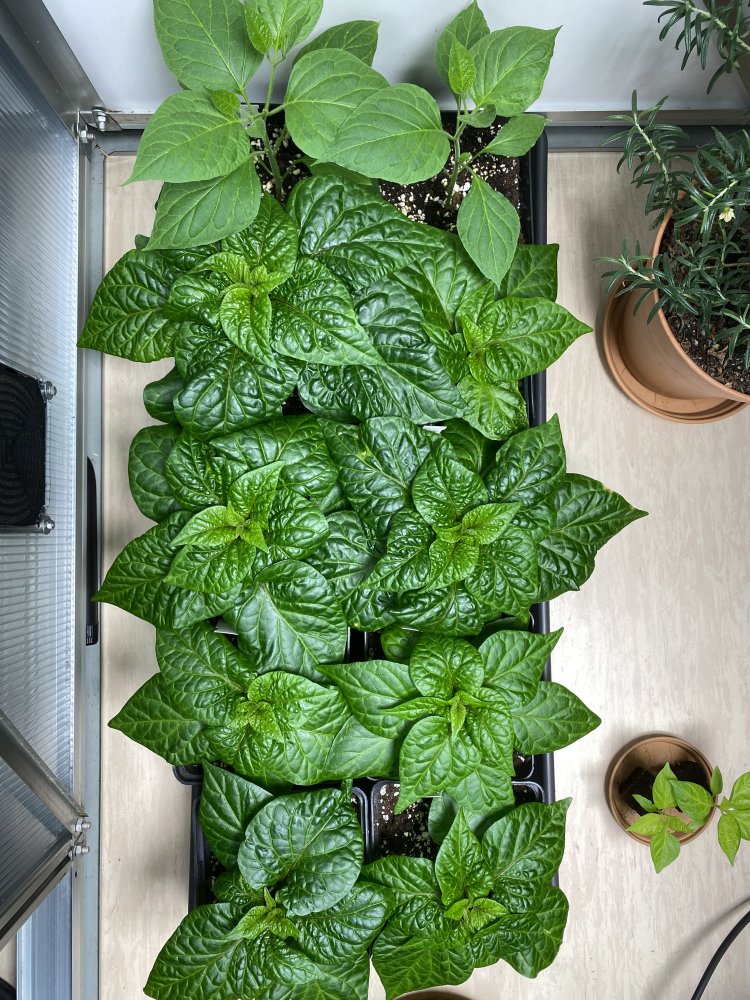 Cabe Gondol und „Real Fatalii“