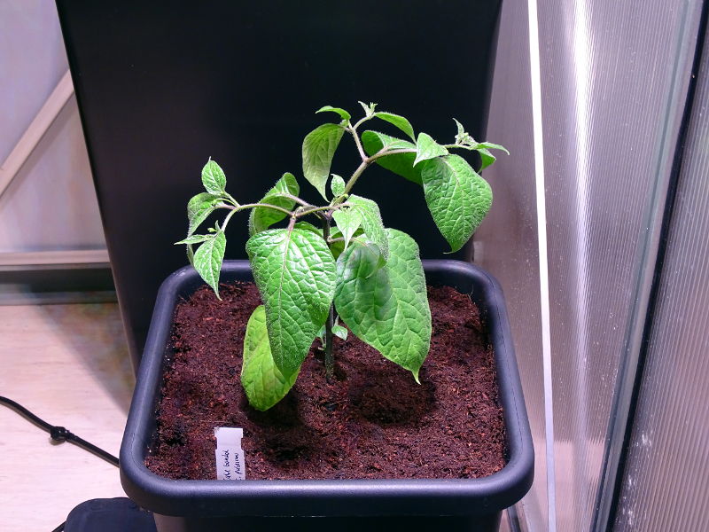 Cabe_Gondol_20171202