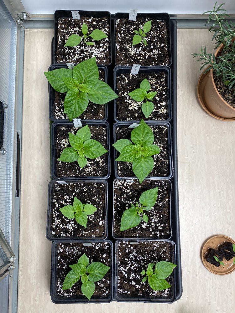 Cabrio Gondol und „Real Fatalii“