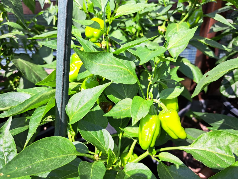 Cajun Belle 230623 03.jpg