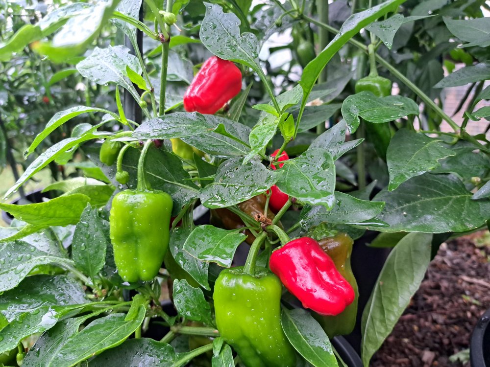 Cajun Belle 280723.jpg