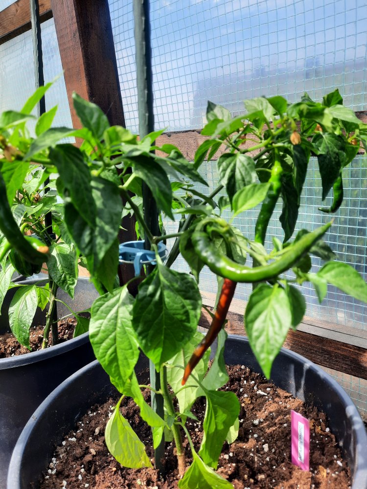 Calabrese Piccante 190522.jpg