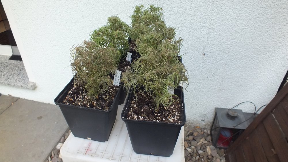 Candlelight-Mutant Problem