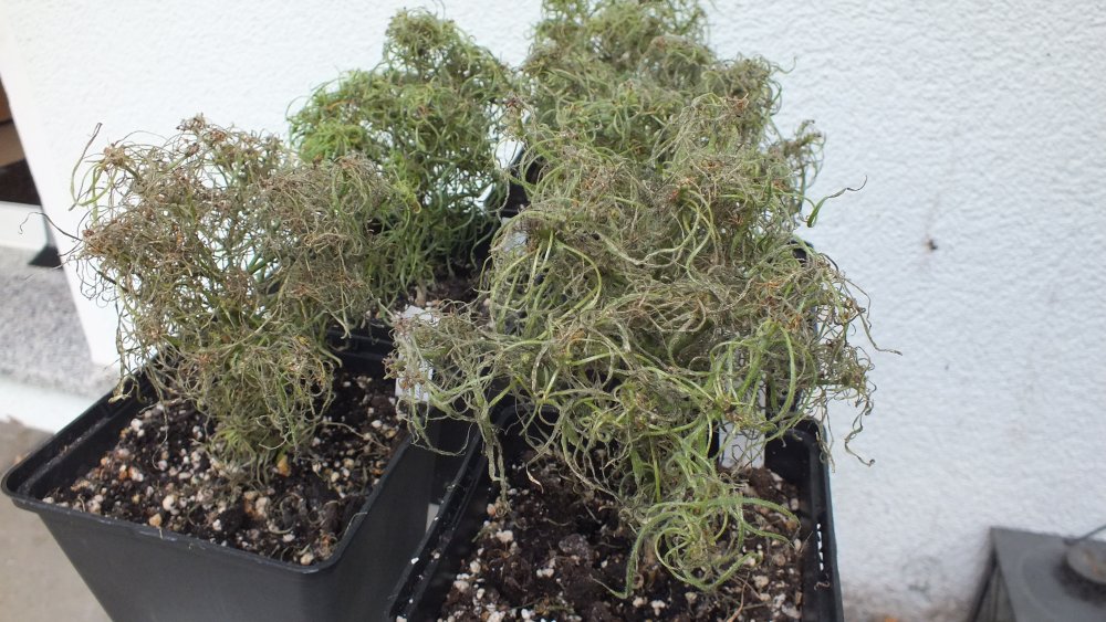 Candlelight-Mutant Problem