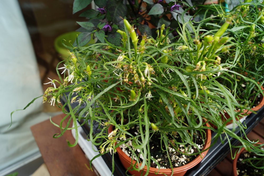 10 Semi Di Peperoncino Mutant Candlelight Cross 14 Guida Omaggio - Foto 6