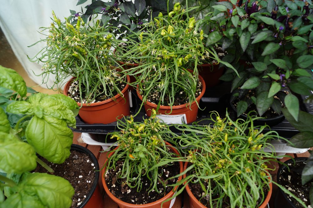 Candlelight Mutanten