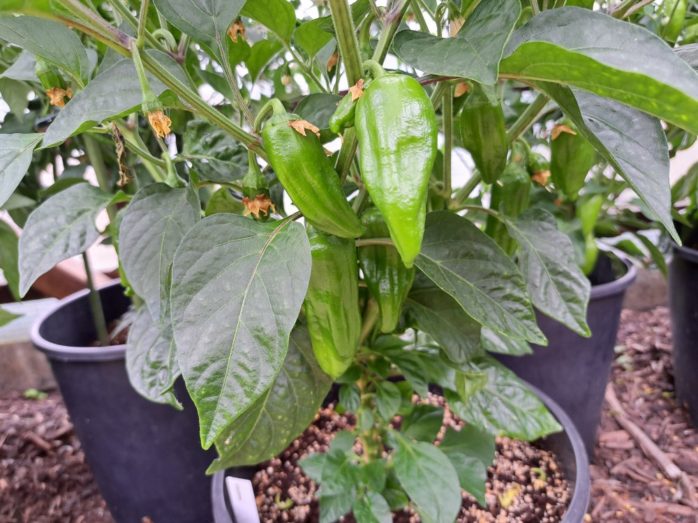 Cantina 140723 02.jpg