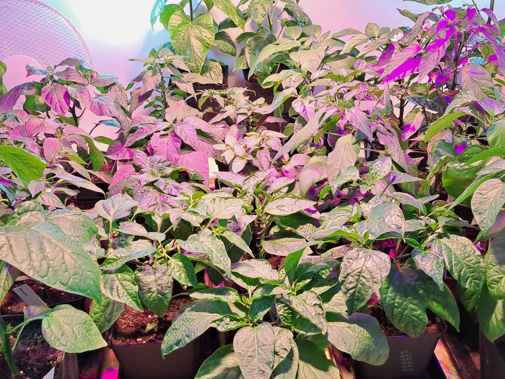 Capsicum Annuum 080423.jpg