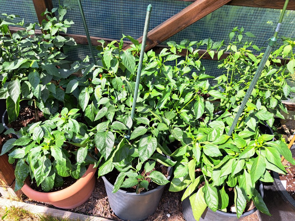 Capsicum Annuum 230623 04.jpg