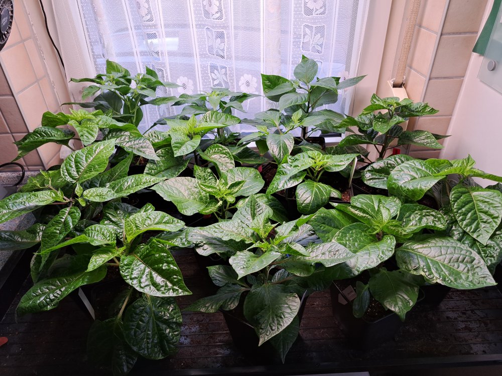 Capsicum Chinense 080423.jpg