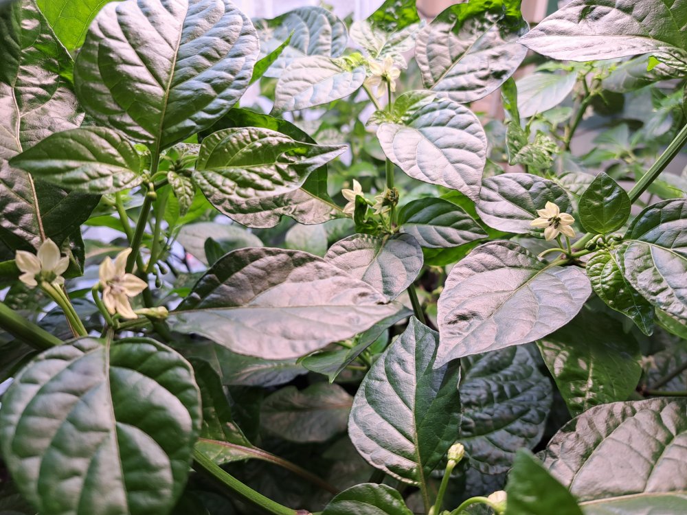 Capsicum Chinense 120523 02.jpg