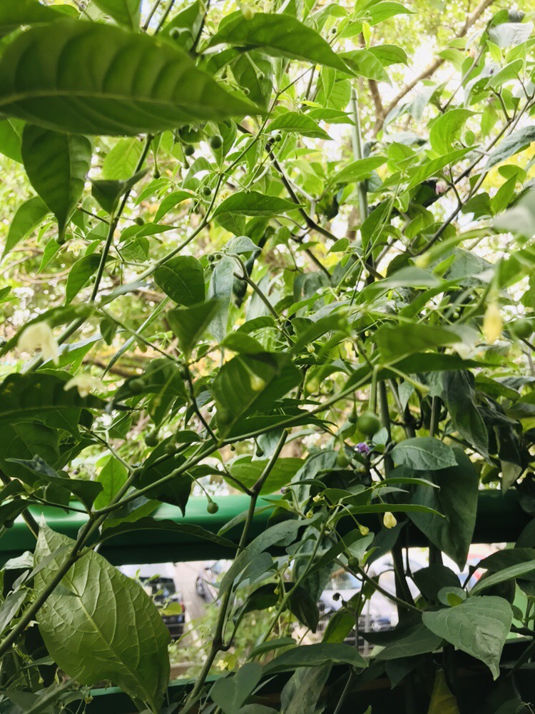 Capsicum flexuosum Chiliforum ChiliPepper.de