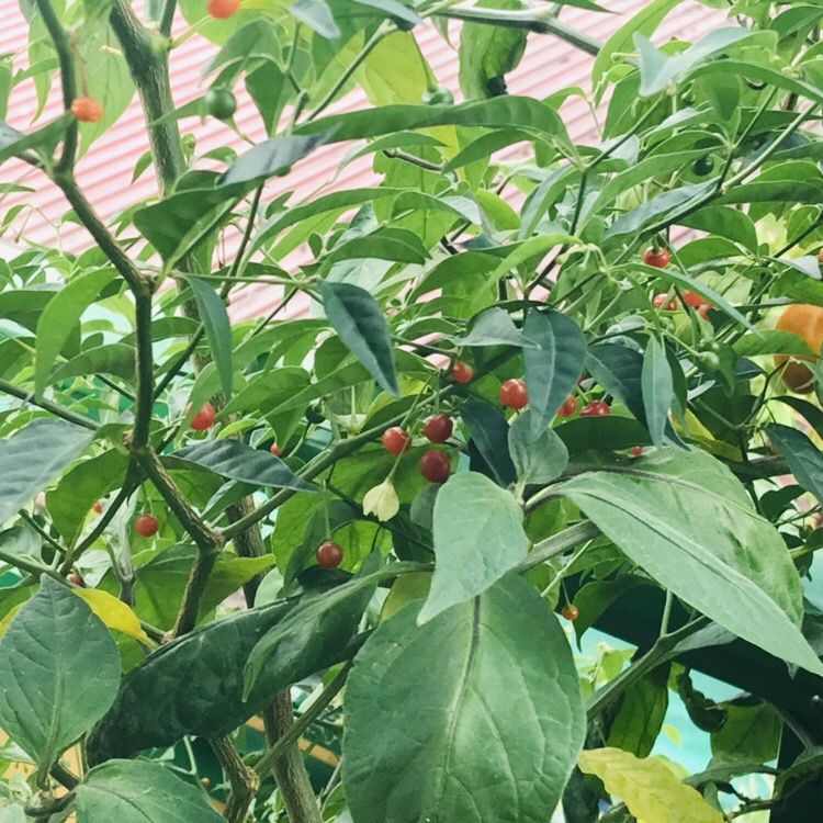 Capsicum flexuosum