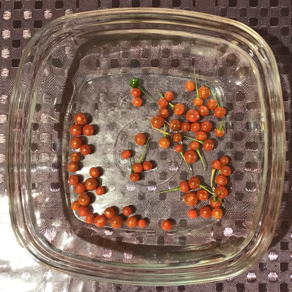 Capsicum flexuosum Chiliforum ChiliPepper.de