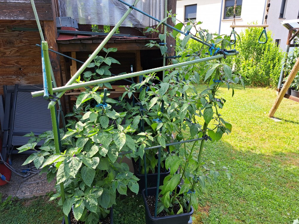 Capsicum Pubescens 230623 B 01.jpg